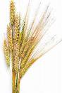 healthy grains nancy walker